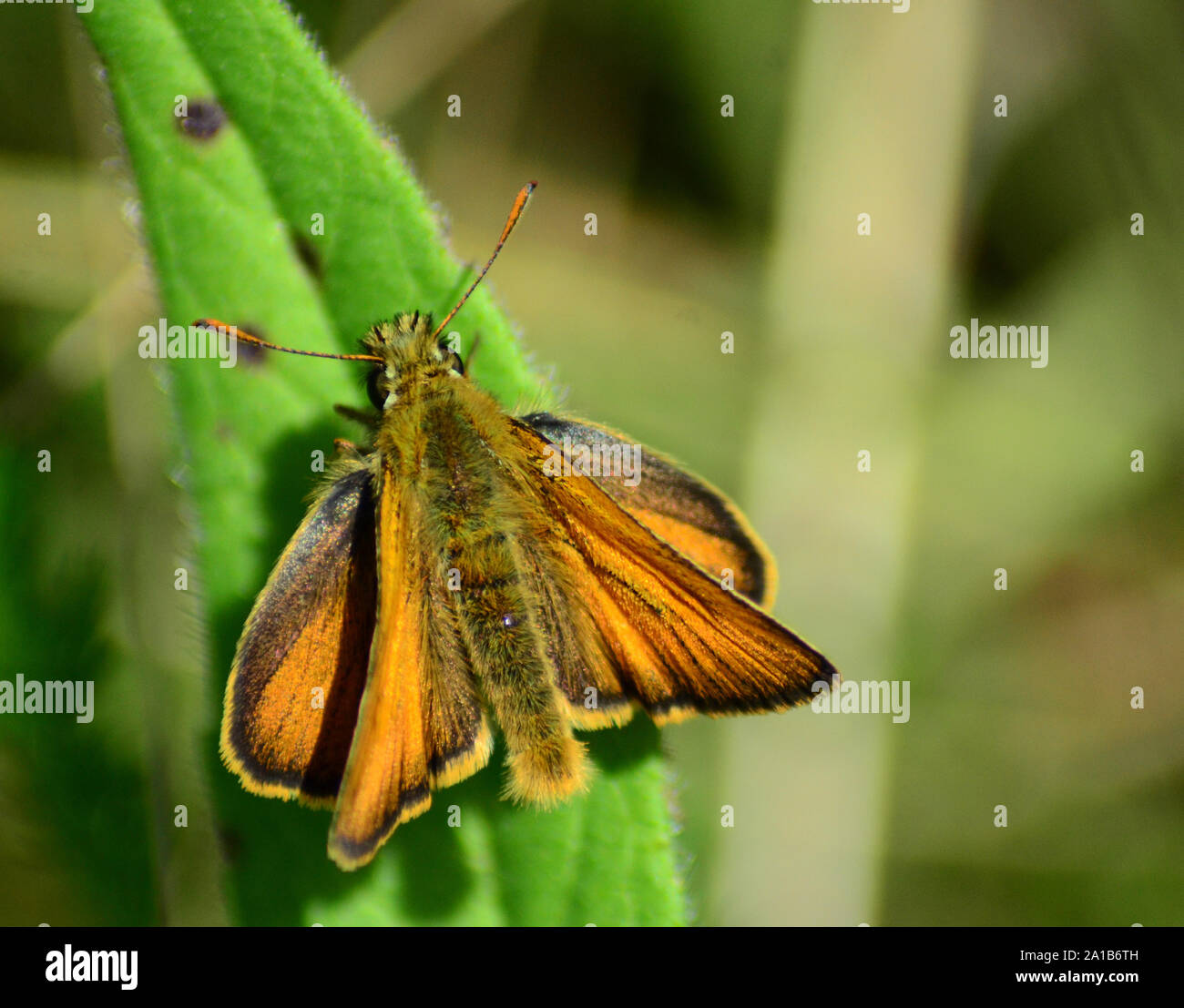 Skipper britannique butterfly, orange et noir, on leaf Banque D'Images