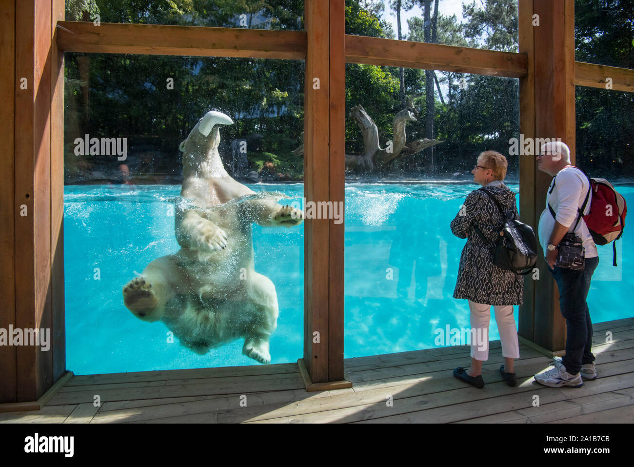 Couple de personnes âgées en regardant l'ours blanc (Ursus maritimus / Thalarctos maritimus) nager et jouer avec toy, Zoo de la Flèche, France Banque D'Images