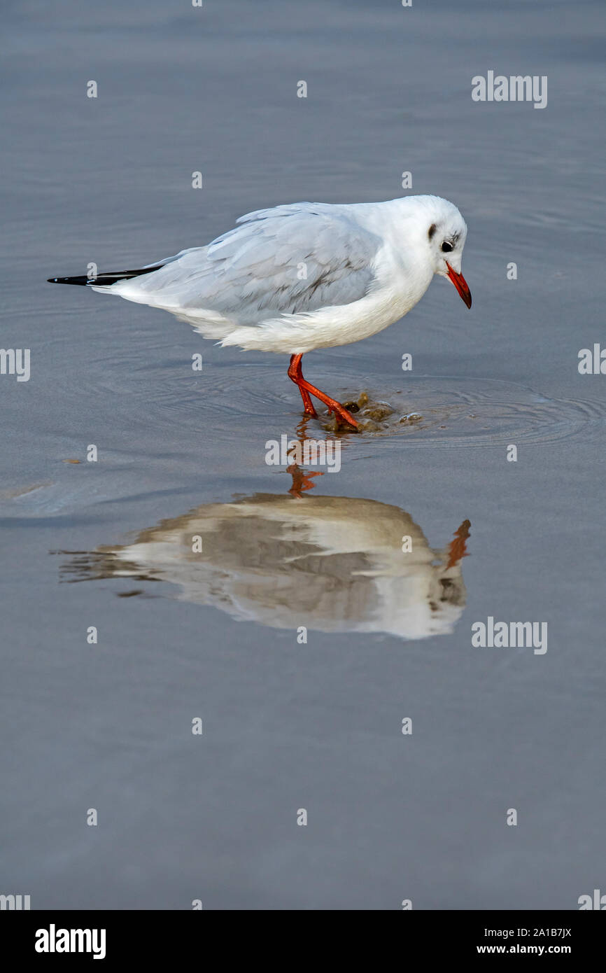 Mouette rieuse (Chroicocephalus ridibundus / Larus ridibundus) adulte en plumage d'hiver sur la plage par la quête de pagaie pied / estampage à ses pieds Banque D'Images