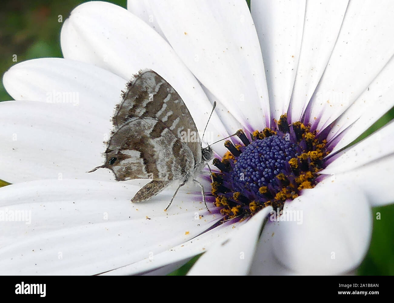 Papillon BRONZE GÉRANIUM Cacyreus marshall près du lac de Garde, Italie, Photo : Tony Gale Banque D'Images