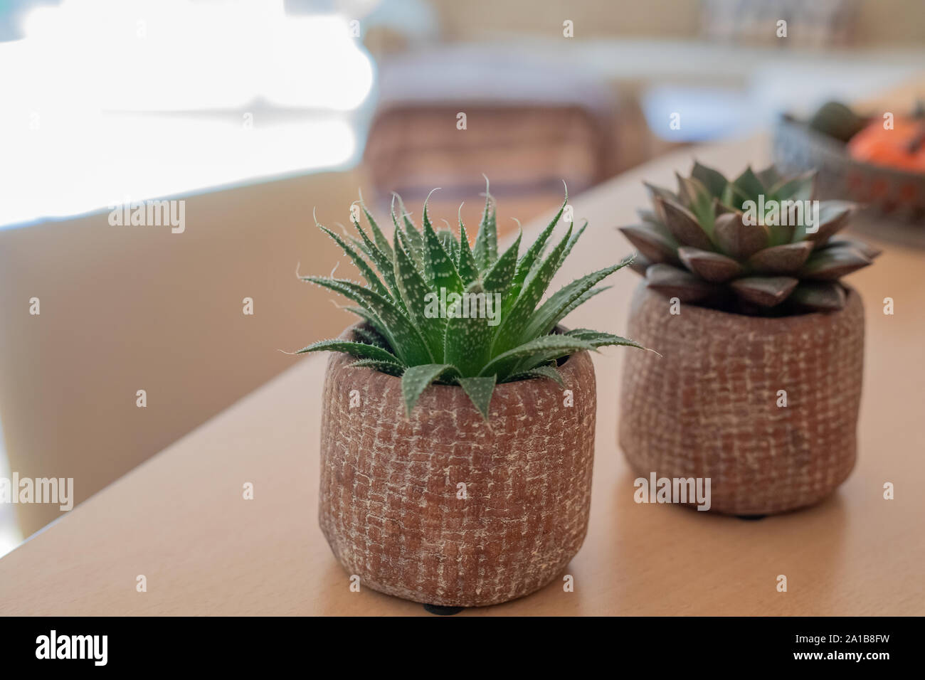 Peu succulentes plantes en pot sur fond de table en bois avec lumière douce Banque D'Images