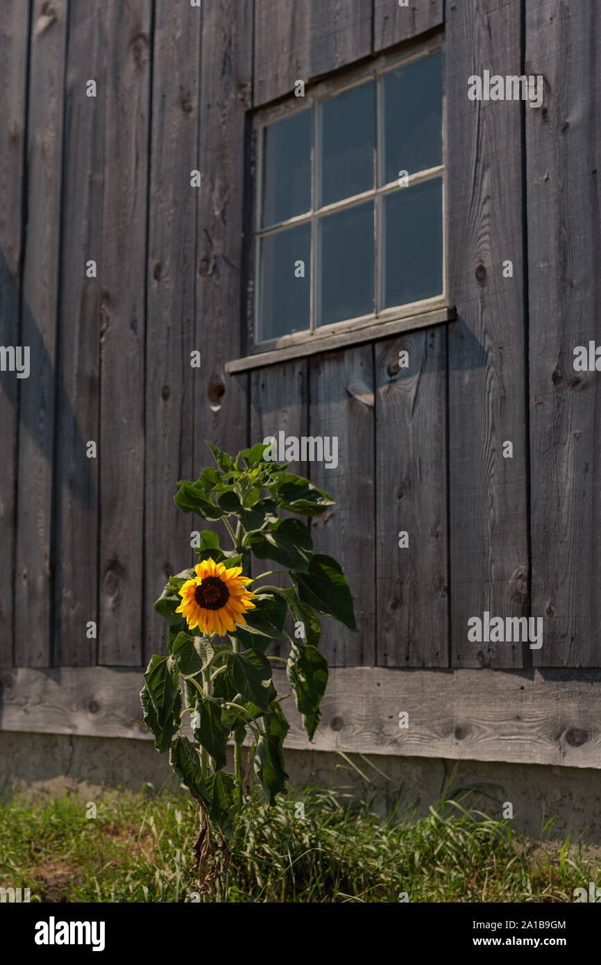 En face de tournesol d'une grange (Prince Edward County, Ontario, Canada) Banque D'Images