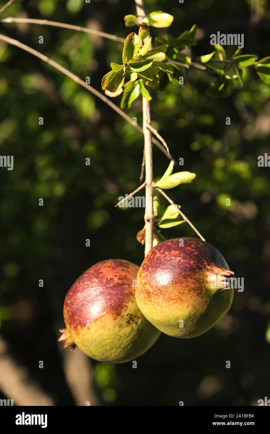 Deux grenades mûres, Punica granatum, part d'une direction générale sur leur arbre. Toutes deux sont baignées de la lumière du soleil en début de soirée et regarder délicieux Banque D'Images Deux grenades mûres, Punica granatum, part d'une direction générale sur leur arbre. Toutes deux sont baignées de la lumière du soleil en début de soirée et regarder délicieux Banque D'Images