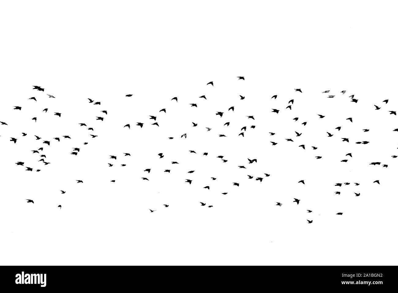 Silhouette oiseau swarm Banque D'Images