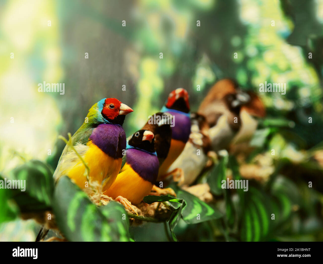 Gouldian finch oiseau exotique Banque D'Images