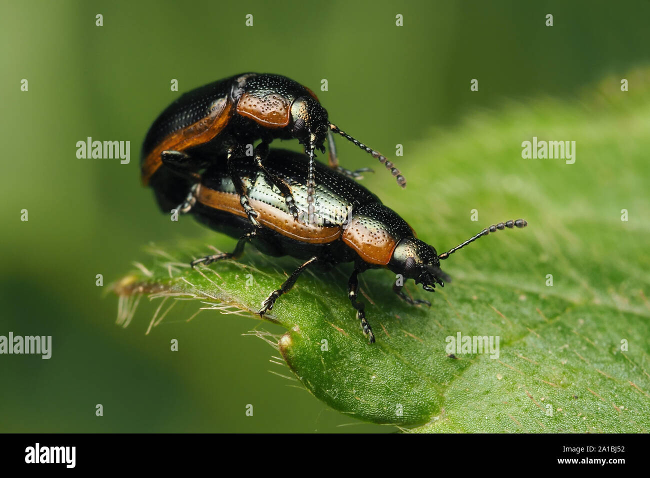 Les criocères marginella Hydrothassa d'accouplement sur la renoncule rampante. Tipperary, Irlande Banque D'Images