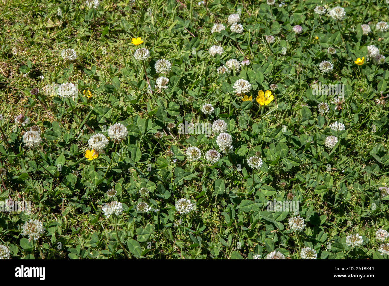 Clover et fleurs sauvages dans un pays jardin pelouse Banque D'Images