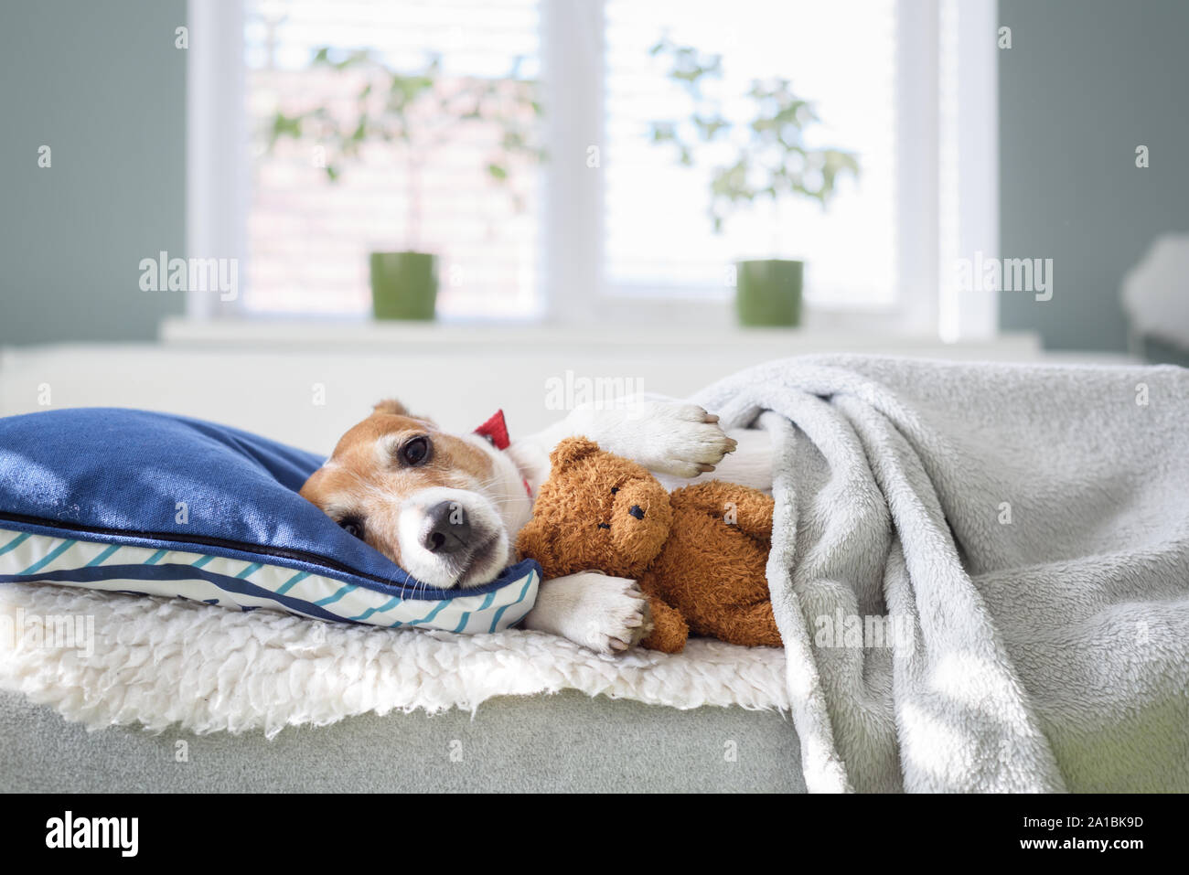 Sleeping Jack Russel terrier puppy avec ours en peluche peluche dans la chambre Banque D'Images