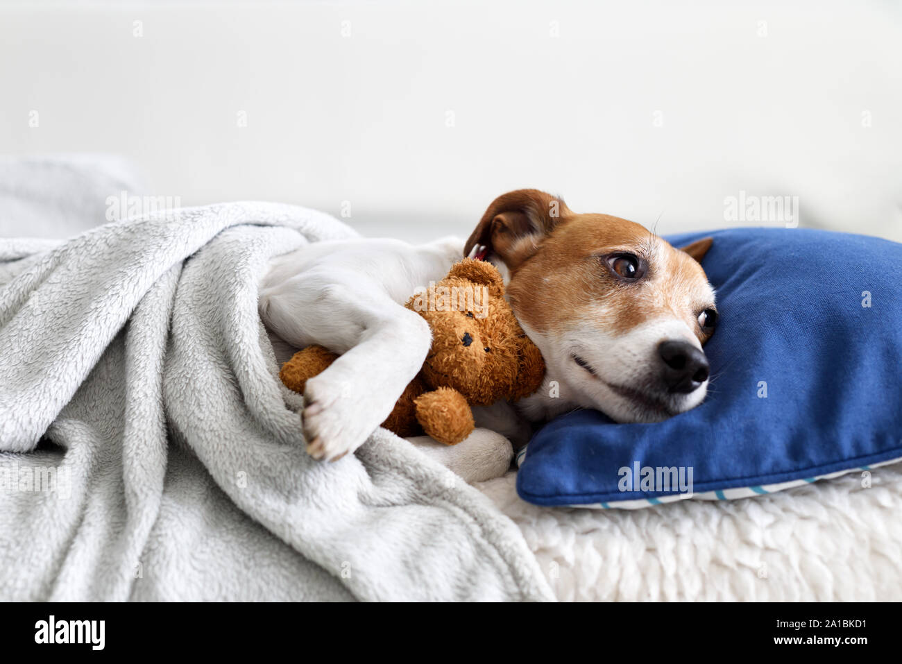 Sleeping Jack Russel terrier puppy dog with teddy bear toy Banque D'Images