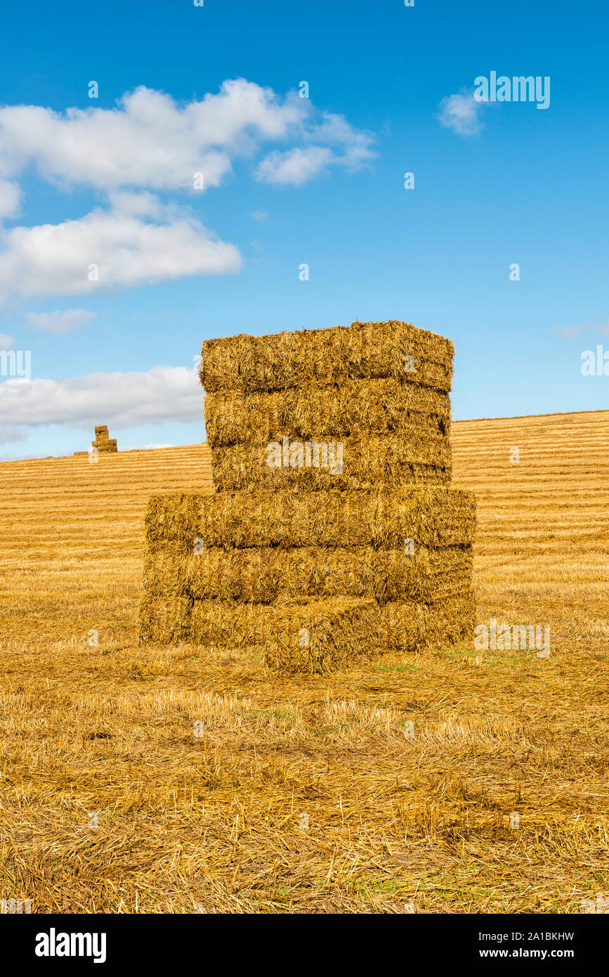 Après la récolte. Square des bottes de paille empilées dans un champ de chaume dans la campagne du Gloucestershire, Royaume-Uni Banque D'Images