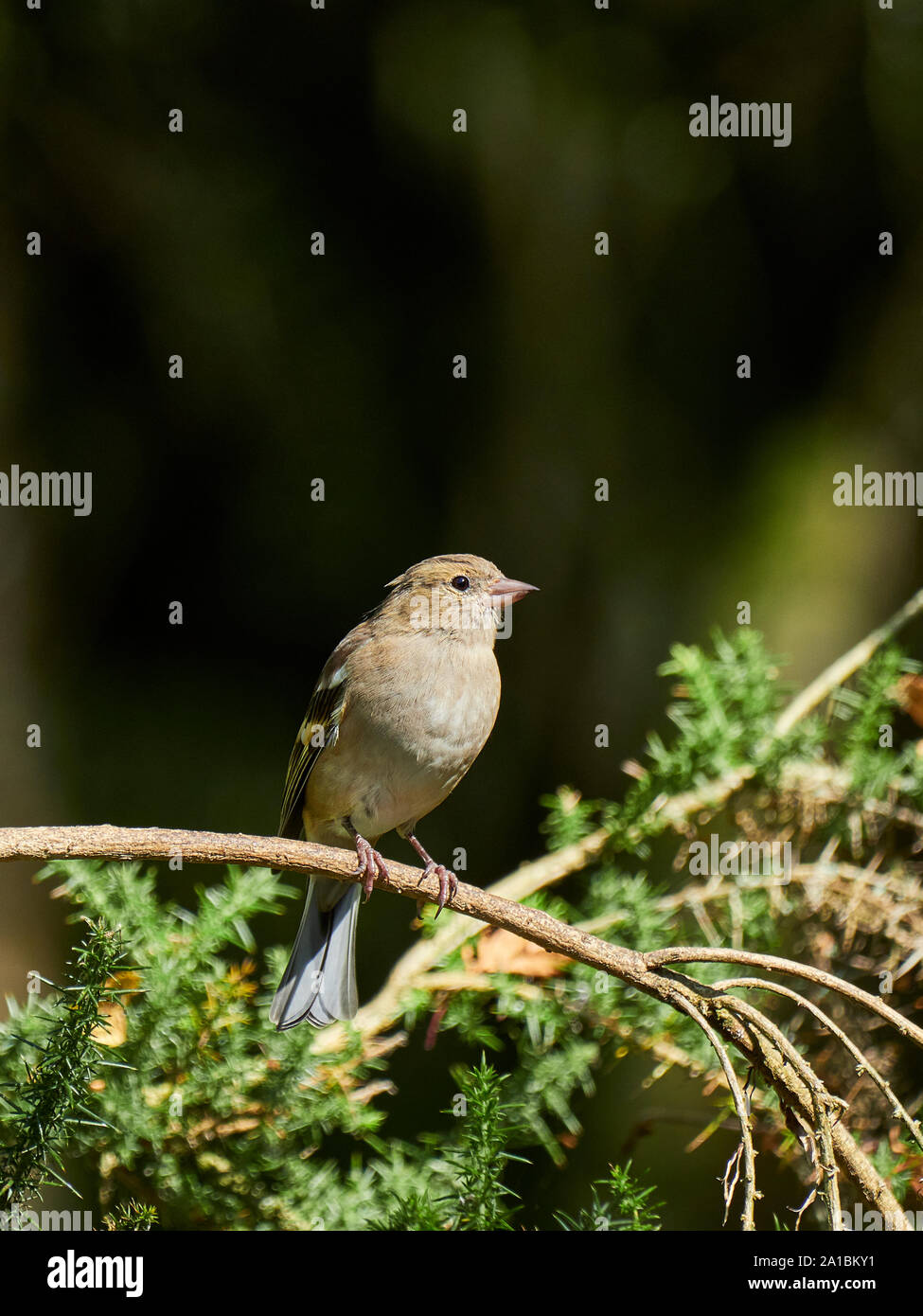 Une femelle (Fringilla coelebs Chaffinch commun) se tenait sur une branche d'un sapin au soleil avec arrière-plan flou Banque D'Images