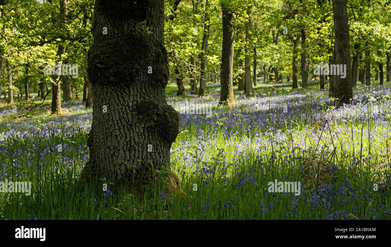 Les Bluebell Wood, Kinclaven, par Blairgowrie, Perthshire, Écosse, Royaume-Uni, Europe. Banque D'Images