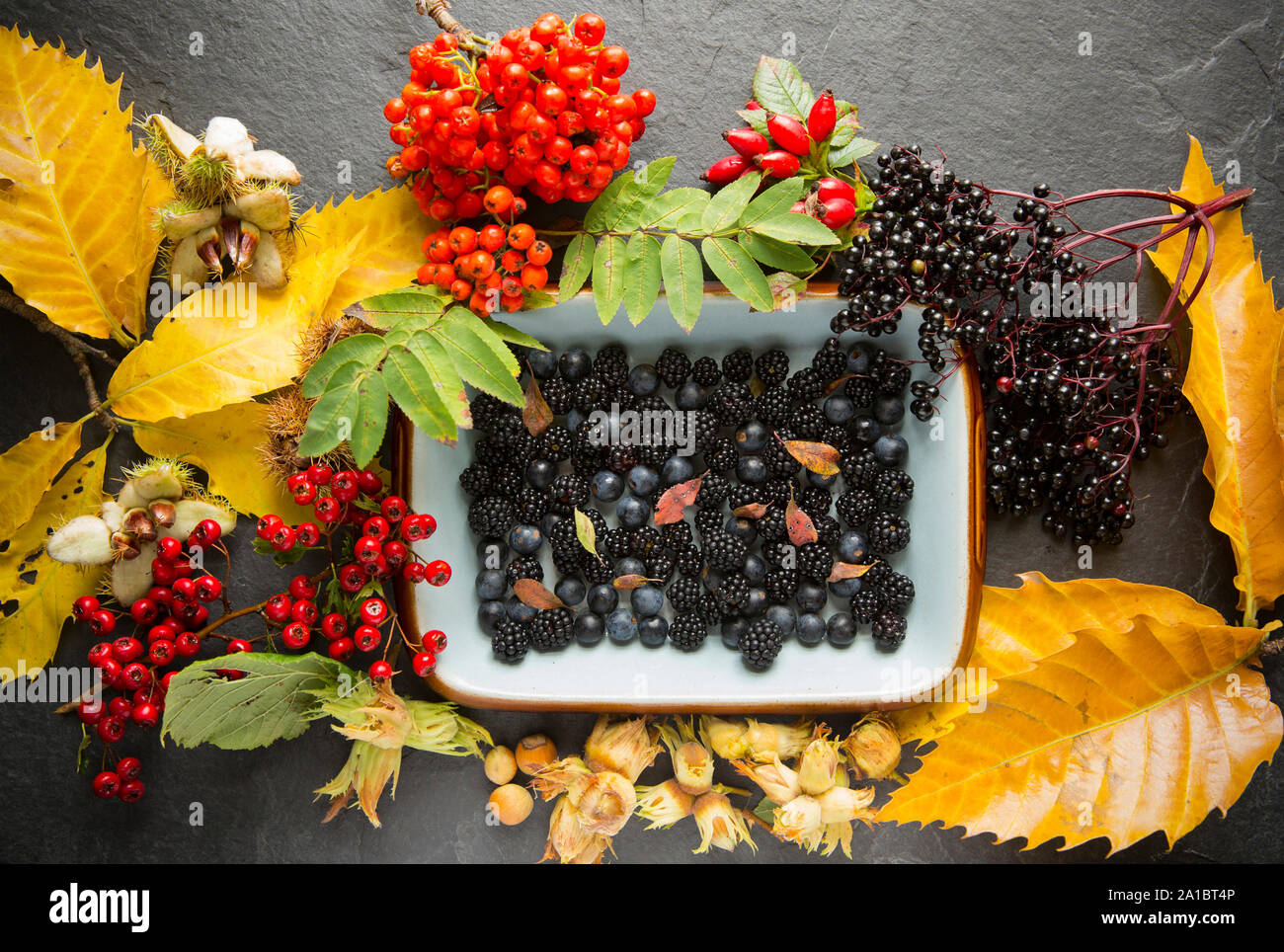 Une sélection de l'automne des fruits sauvages et des noix qui ont été se nourrissaient de hedgrows. Ils se composent de baies d'aubépine, Rowan berries, frère de baies, Hazel Banque D'Images