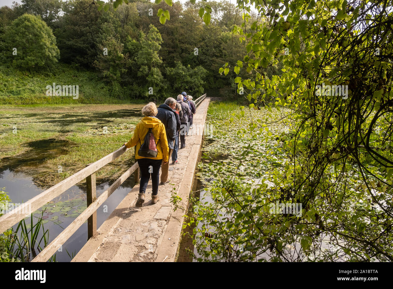 Les gens qui marchent autour de lacs et étangs Bosherton lilly, Bosherton, Pembrokeshire, Pays de Galles, Royaume-Uni Banque D'Images