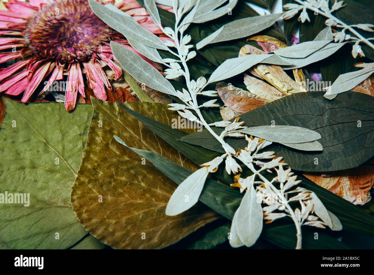 Appuyé et gerber séchées printemps été automne fleurs sur fond blanc Banque D'Images