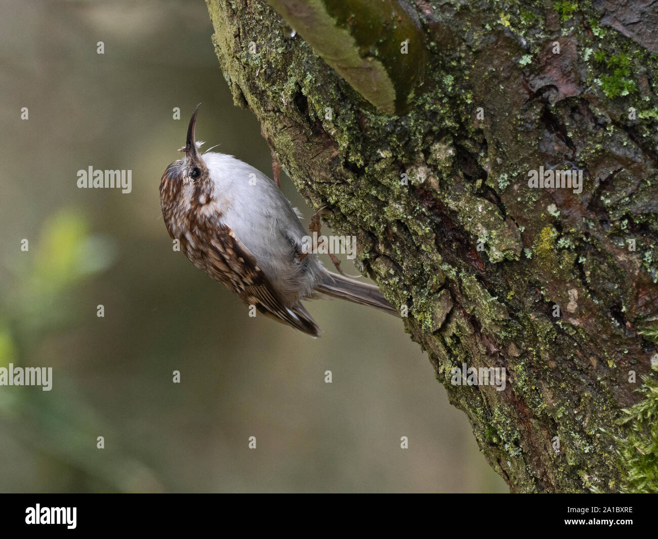 Bruant Certhia familiaris eurasien d'hiver de North Norfolk Banque D'Images