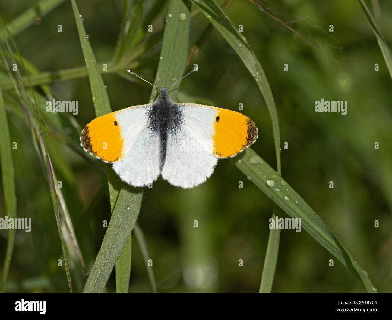 Orange-tip butterfly Anthocharis cardamines printemps Norfolk Banque D'Images