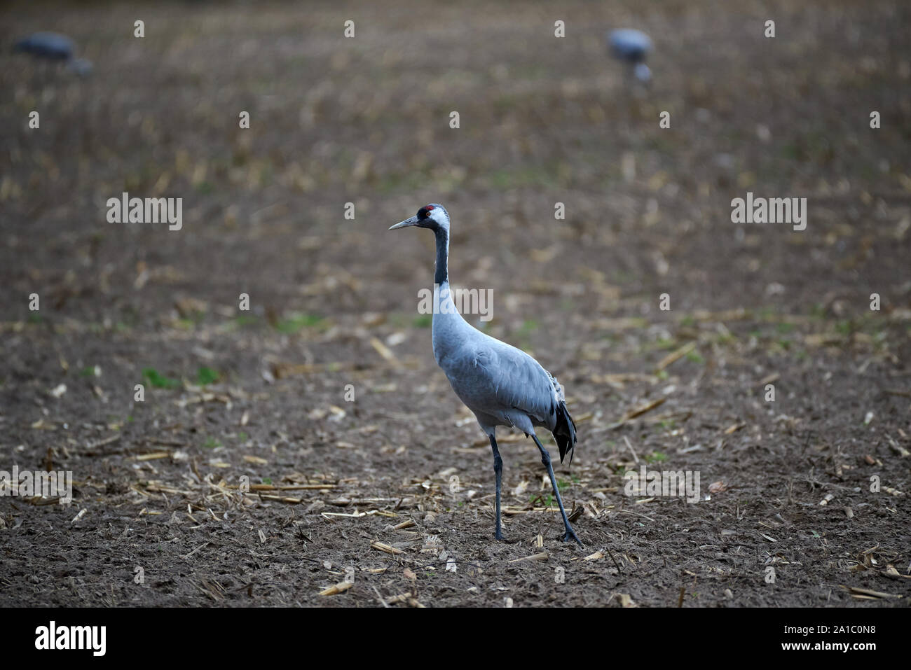 Grue pour adultes (Grus Grus) qui fait lentement un tour sur un champ et deux autres grues à distance en arrière-plan. Banque D'Images