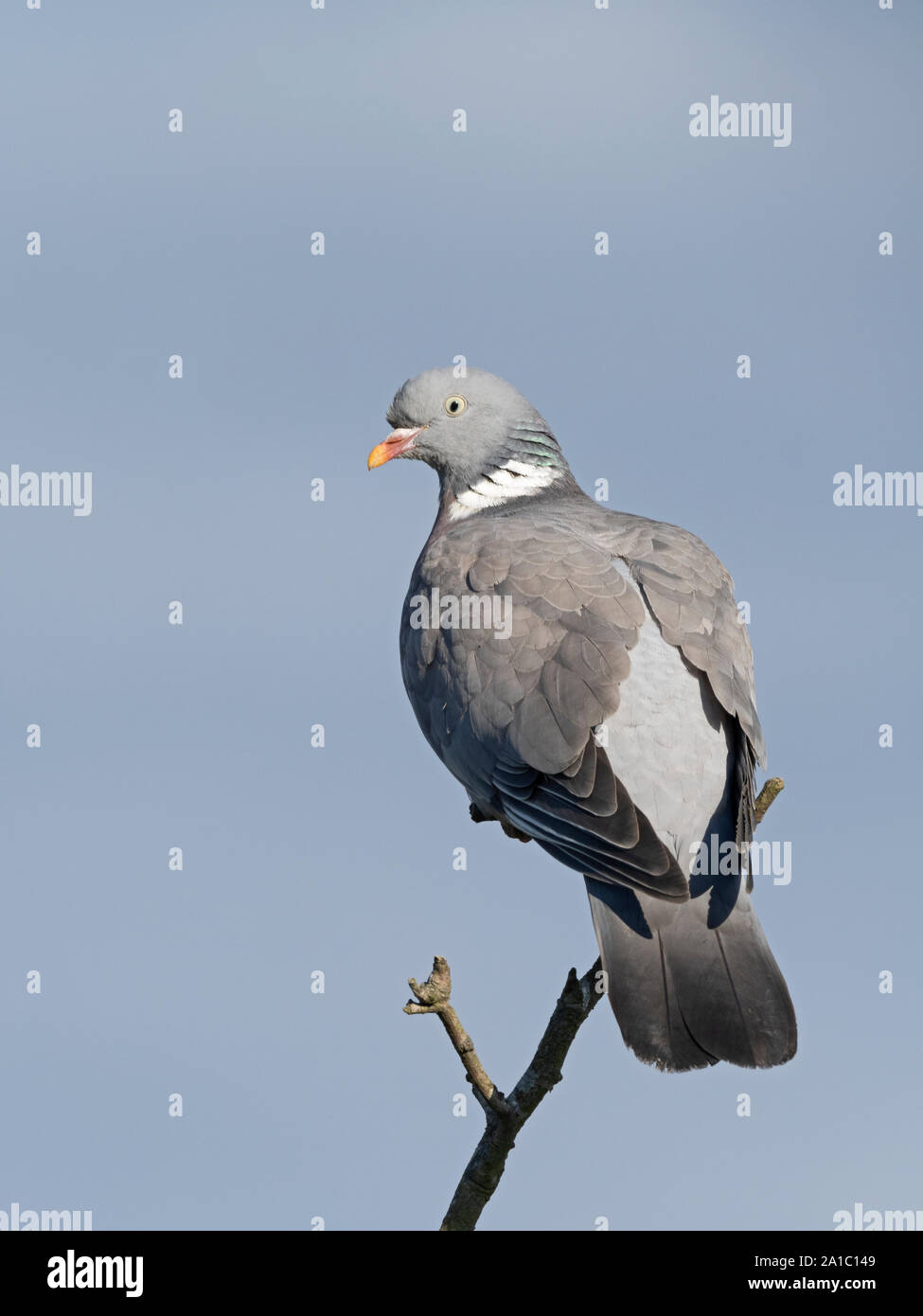 Pigeon ramier Columba palumbus Norfolk summer Banque D'Images