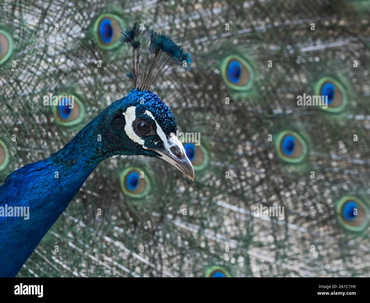 Paons indiens (Peacock) Pavo cristatus mâle en UK d'affichage Banque D'Images