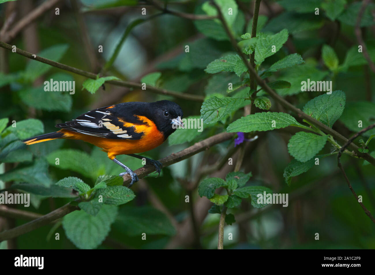 L'Oriole de Baltimore Icterus galbula mâle sur l'hivernage au Costa Rica Banque D'Images