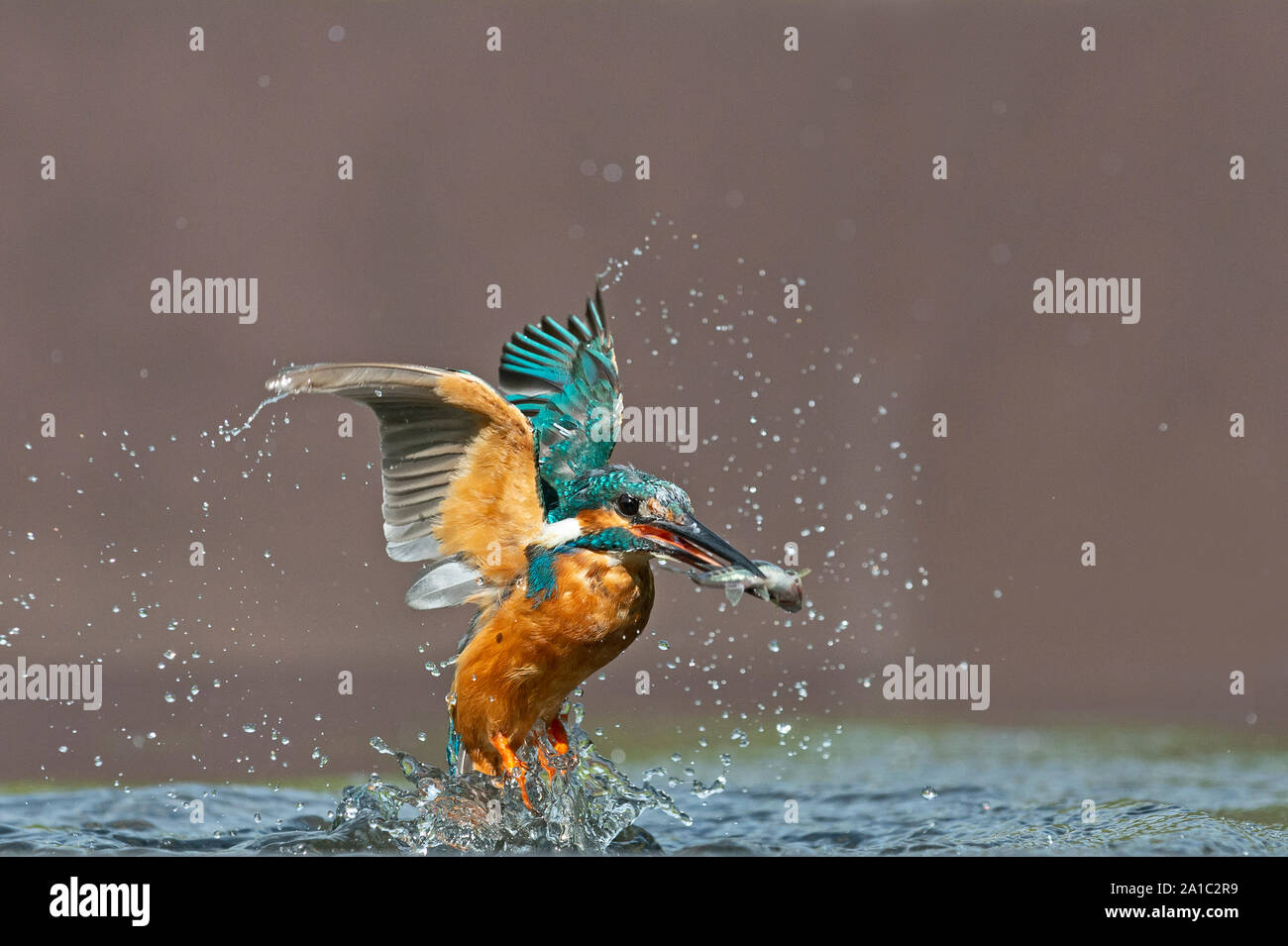 Kingfisher Alcedo atthis commun pour les poissons plongée le Worcestershire Banque D'Images