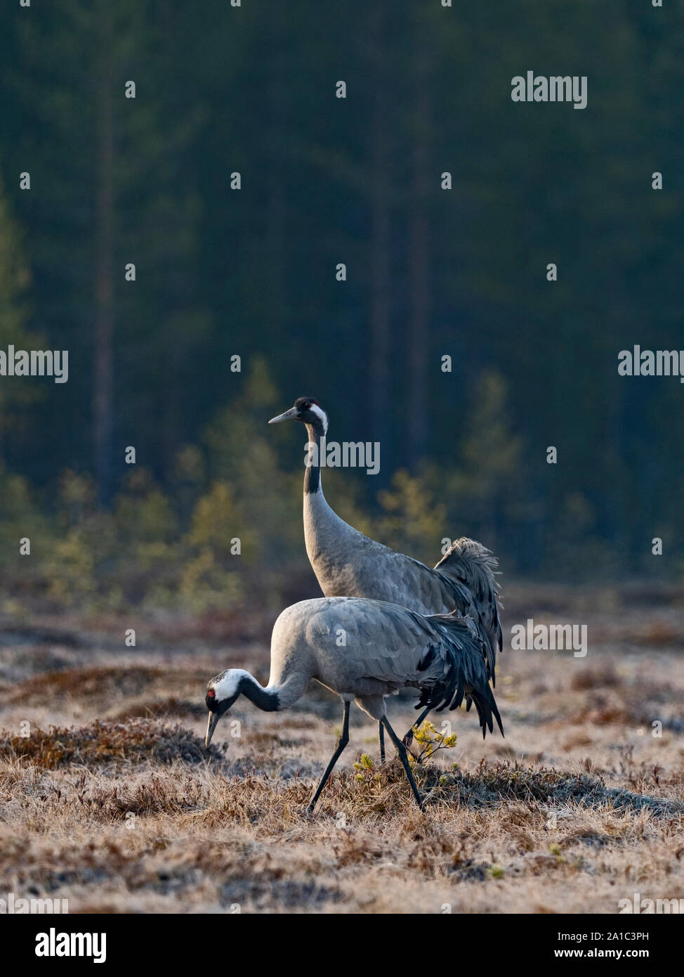 Grue cendrée Grus grus paire à site de reproduction sur tourbière près Oulu Finlande Avril Banque D'Images