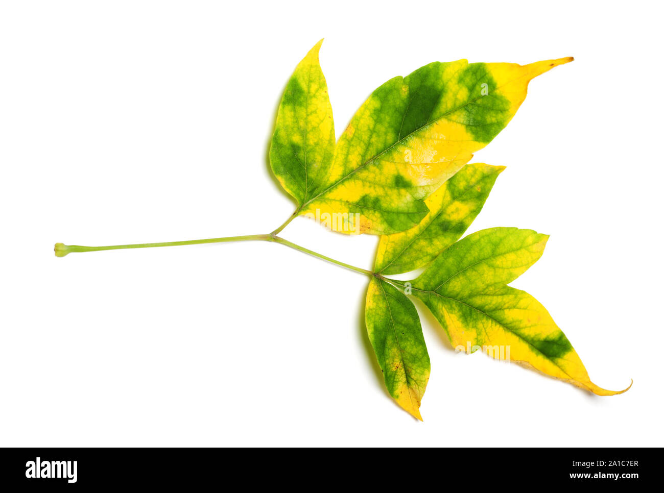 Automne érable feuilles multicolores, Acer negundo ou fort ancien. Isolé sur fond blanc. Banque D'Images