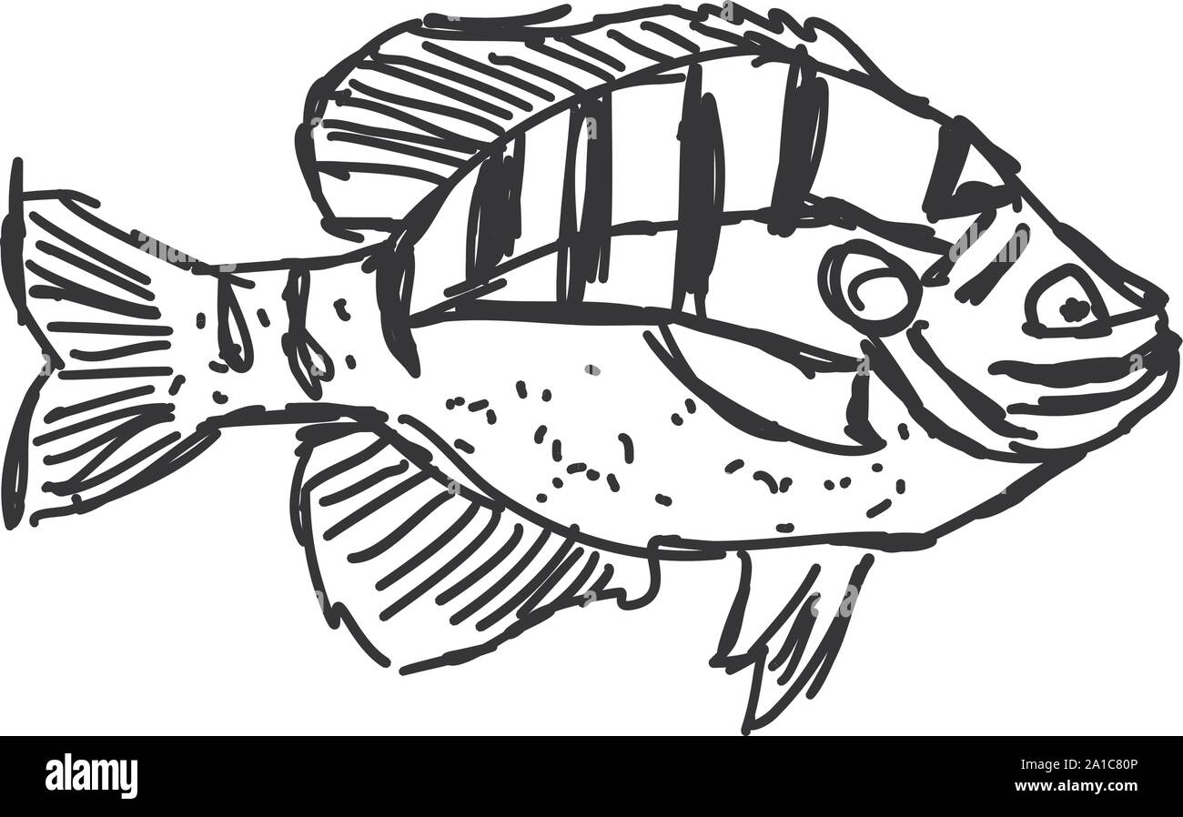 Dessin de poissons, illustration, vecteur sur fond blanc. Illustration de Vecteur