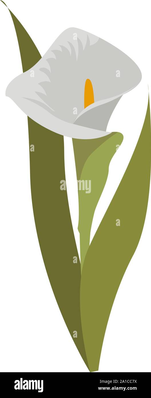 Kala blanc, illustration, vecteur sur fond blanc. Illustration de Vecteur