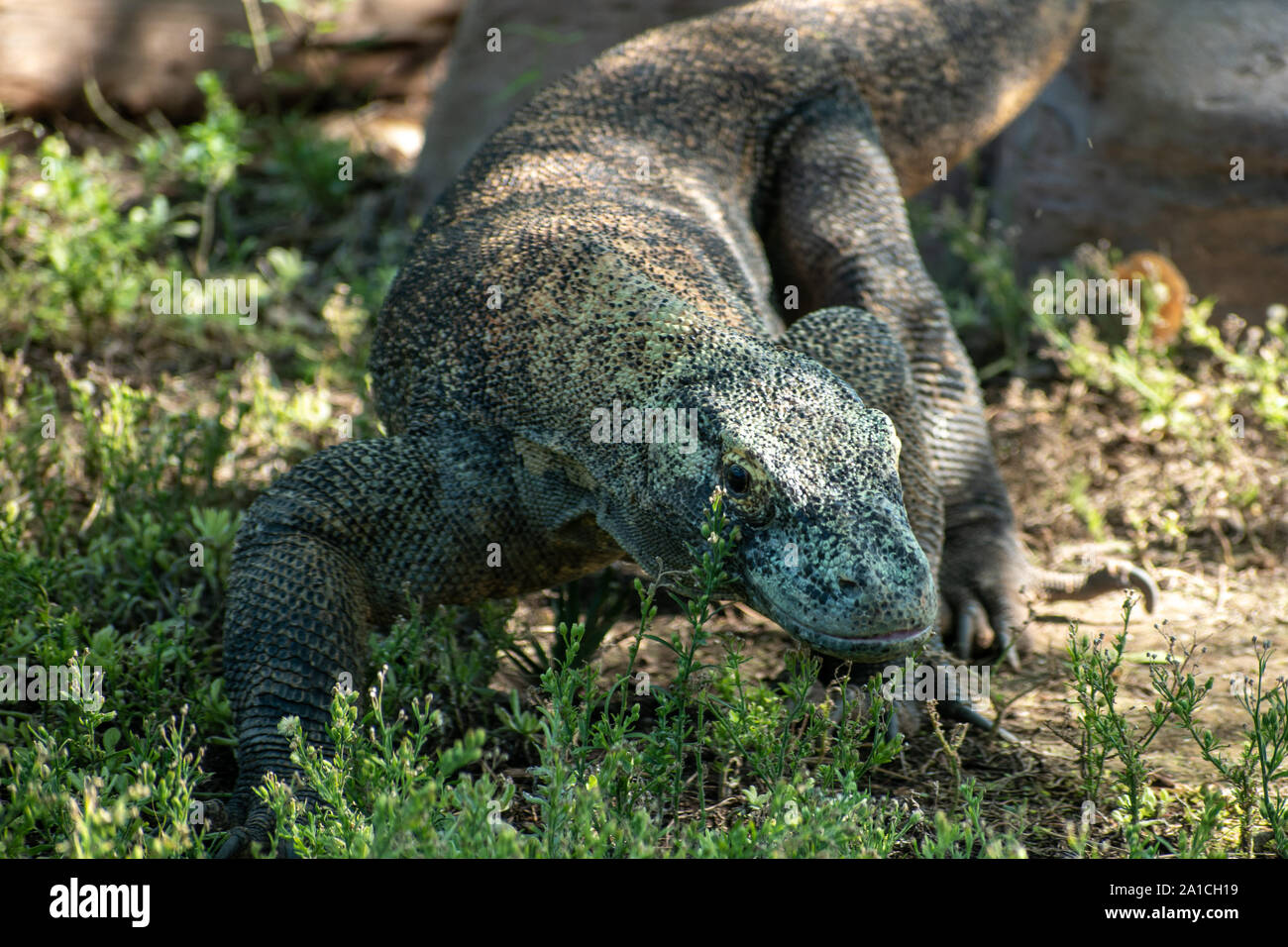 dragon de Komodo Banque D'Images