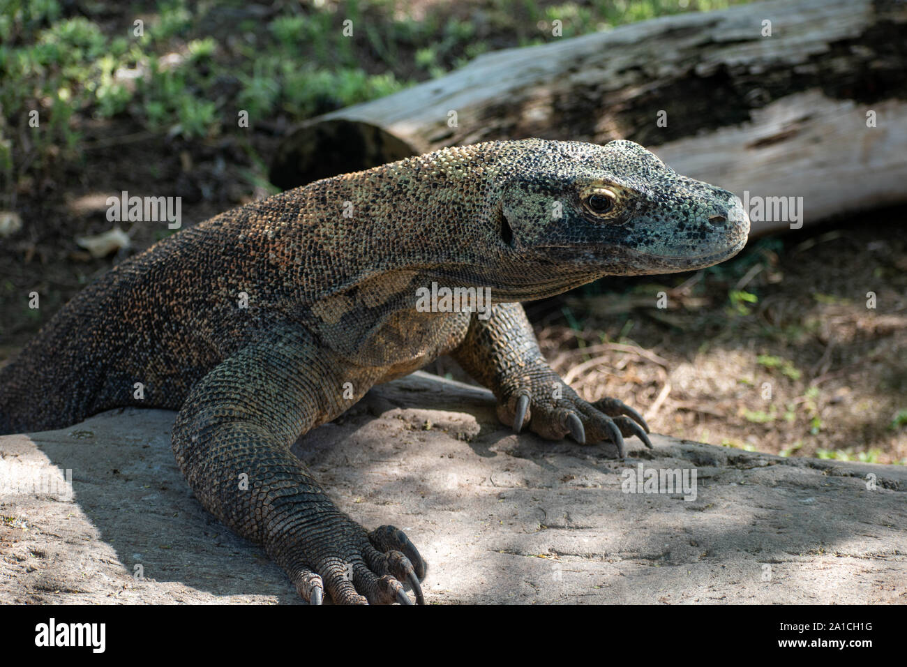 dragon de Komodo Banque D'Images
