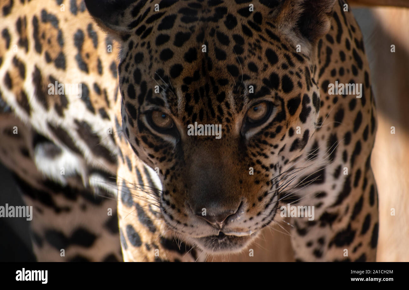 Leopard face Banque D'Images
