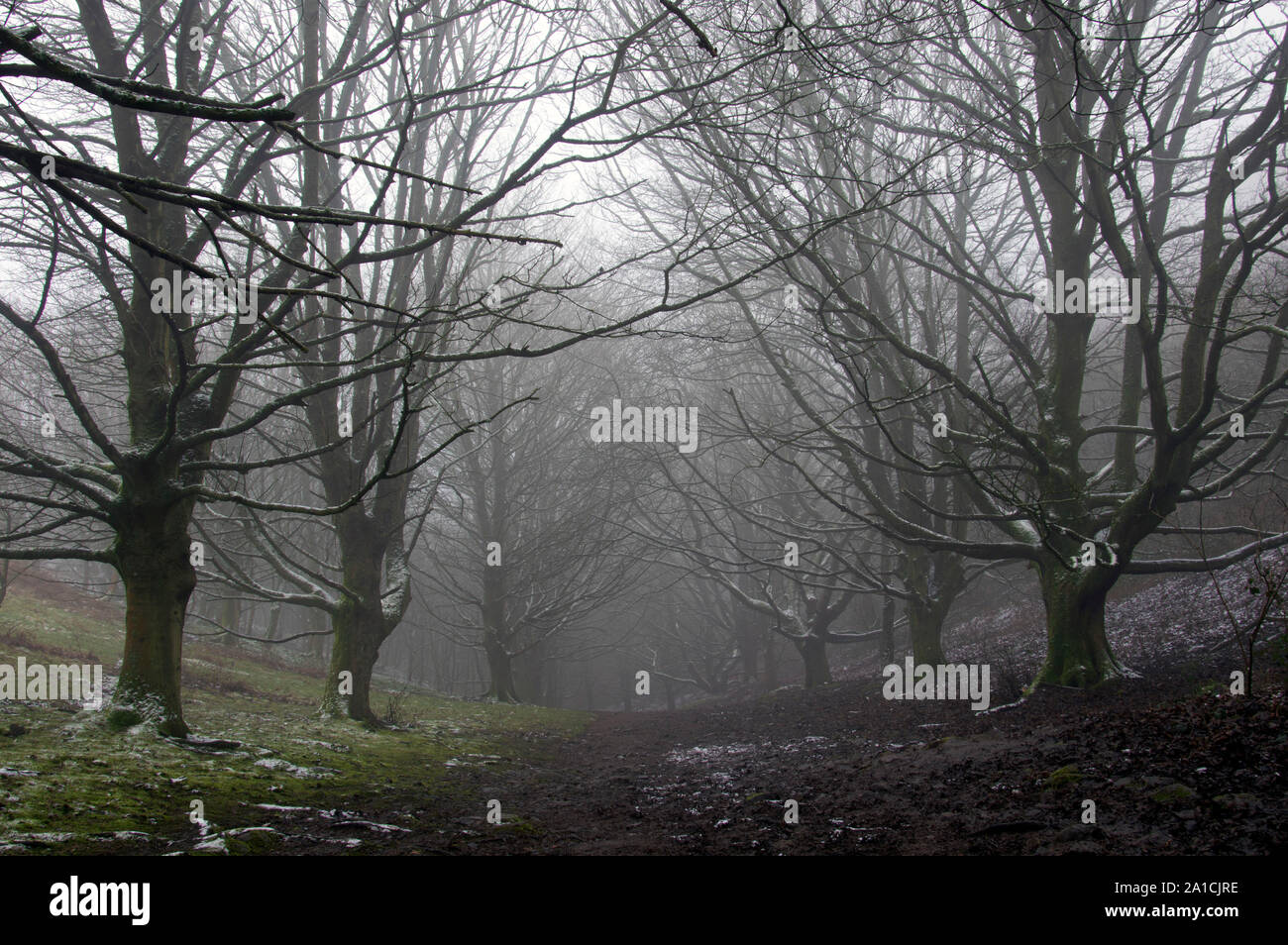 Un chemin traversant une avenue d'arbres dans une forêt froide, fantaisie comme avec des plaques de neige. Sur un jour brumeux, moody winters Banque D'Images