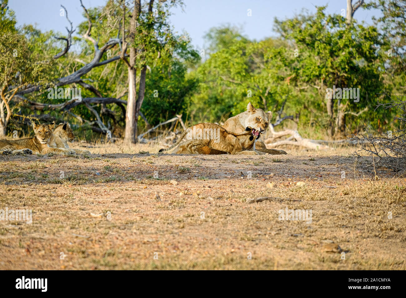 Une lionne en colère avec cub tandis que deux autres reste Banque D'Images