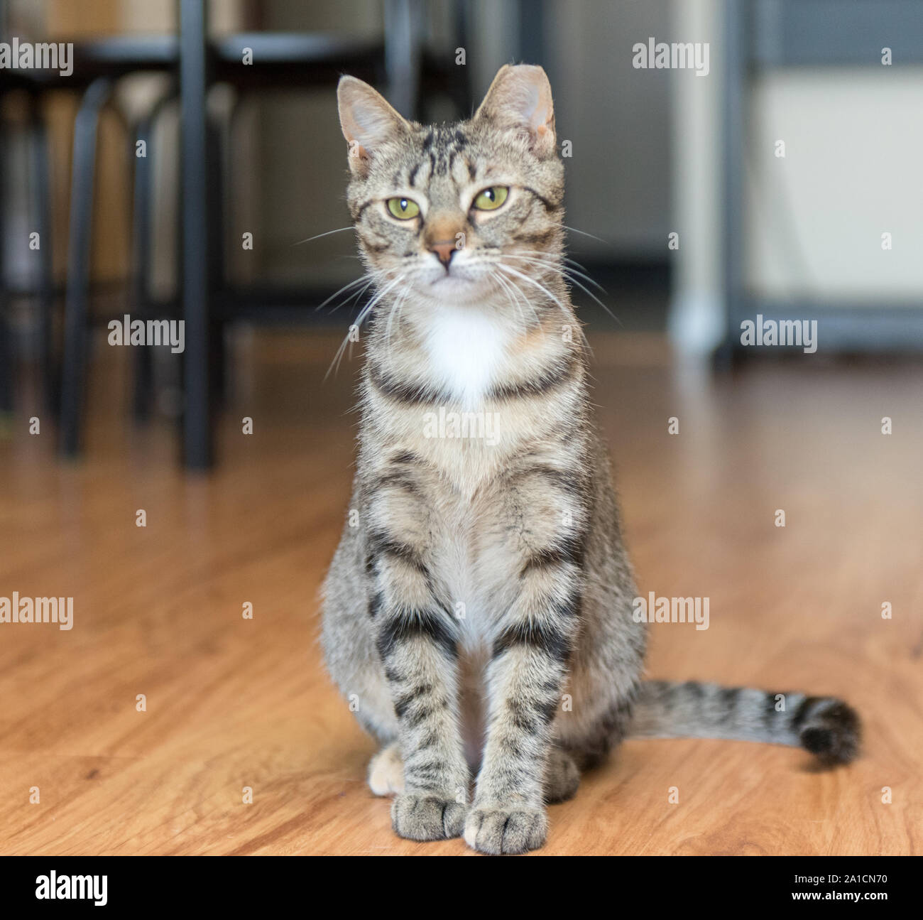 Une Fois Cette Population De Chat Va Trouver Le Bonheur Et L Amour Dans Une Nouvelle Maison Une Fois Adopte Photo Stock Alamy