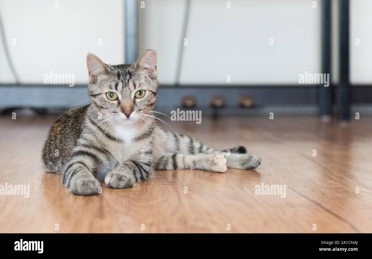 Une Fois Cette Population De Chat Va Trouver Le Bonheur Et L Amour Dans Une Nouvelle Maison Une Fois Adopte Photo Stock Alamy