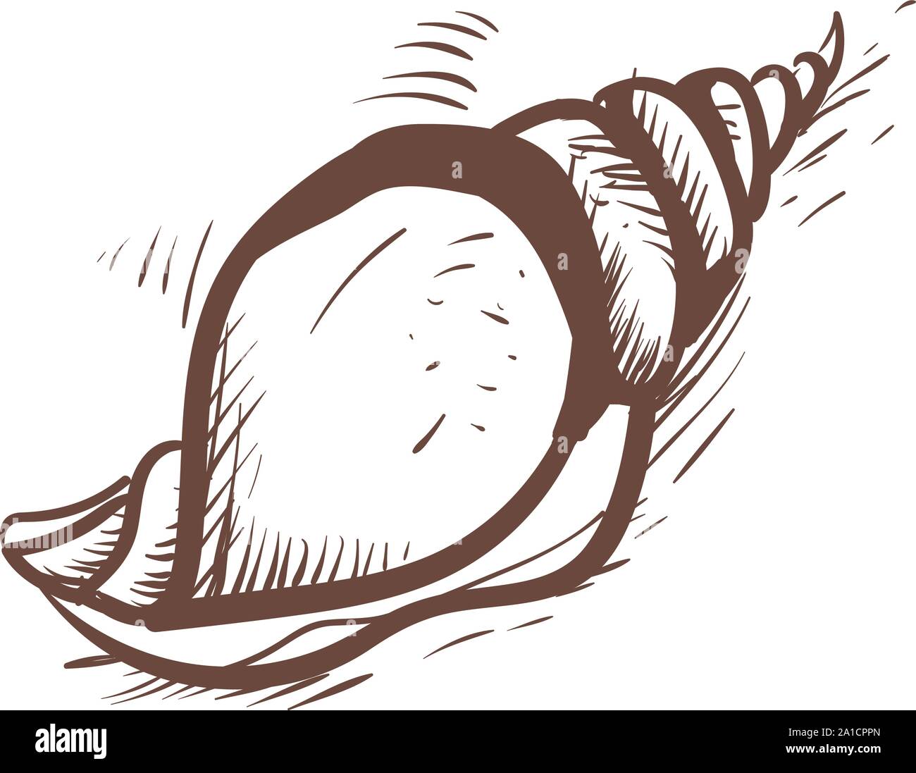 Croquis de Shell, illustration, vecteur sur fond blanc. Illustration de Vecteur