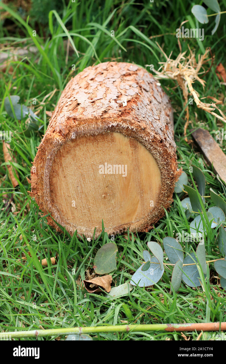 Eucalyptus gunni fraîchement coupé ou connu comme Eucalyptus Gum cidre Banque D'Images