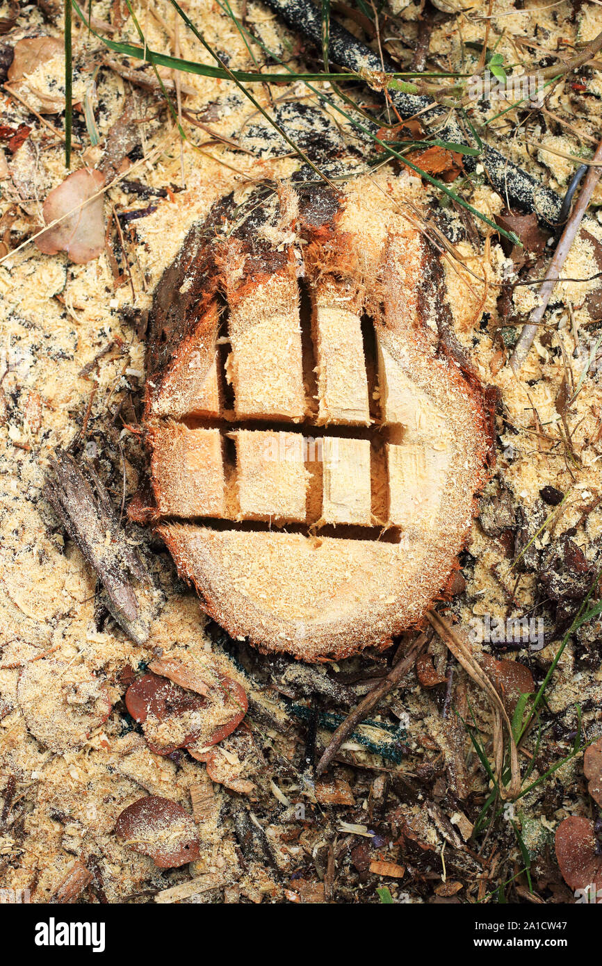 Eucalyptus gunni fraîchement coupé ou connu comme Eucalyptus Gum cidre Banque D'Images