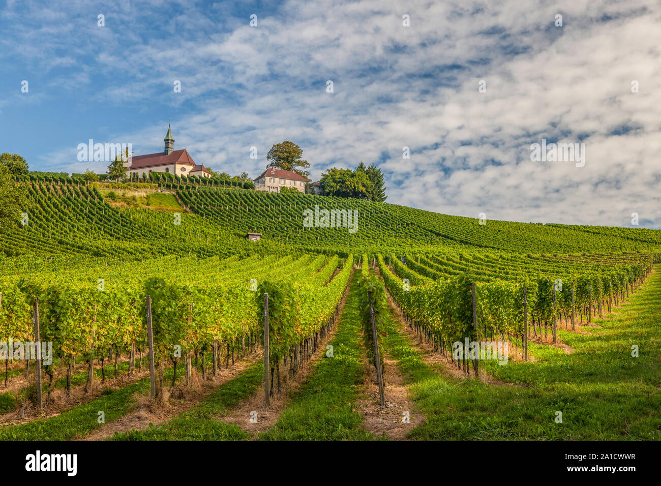 Vignoble sur colline à Jakobus Kapelle, Ortenau, Bade-Wurtemberg, Allemagne Banque D'Images