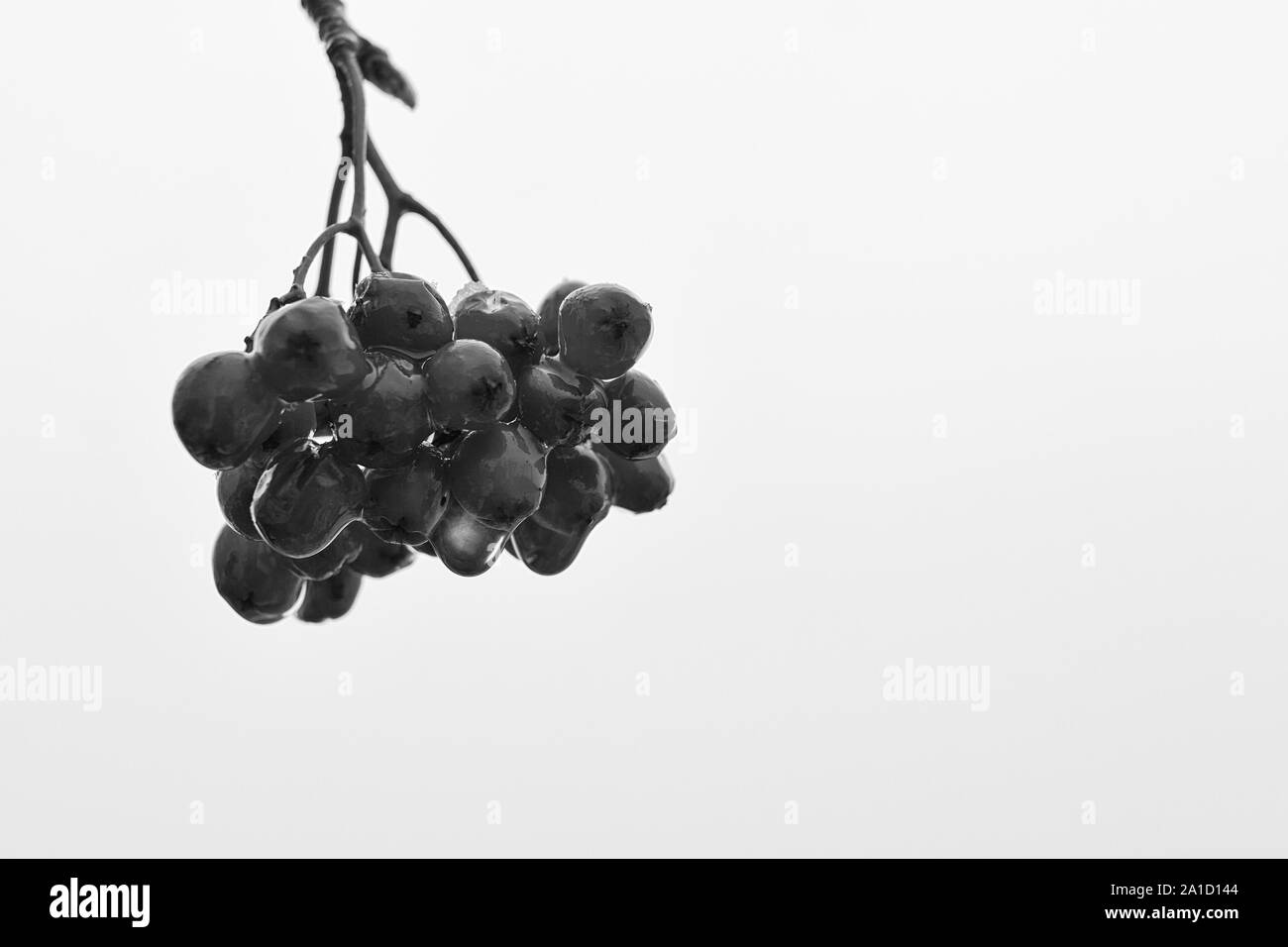 Rowan berries congelé après une nuit froide à la fin de l'automne au nord de la Finlande. Banque D'Images