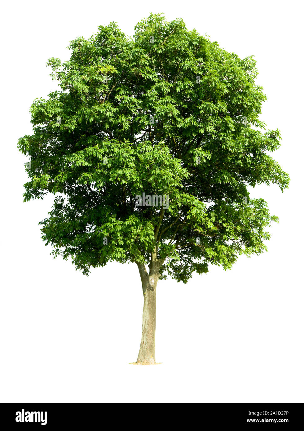 Collection d'arbres sur fond blanc Banque D'Images