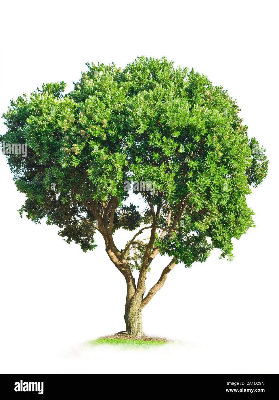 Collection d'arbres sur fond blanc Banque D'Images
