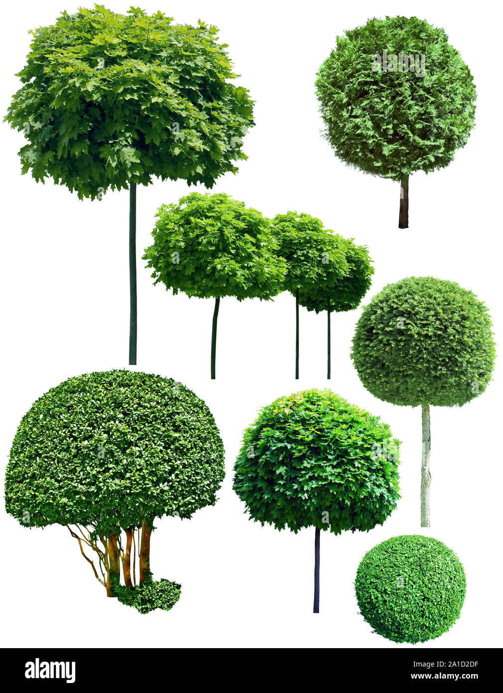 Collection d'arbres sur fond blanc Banque D'Images