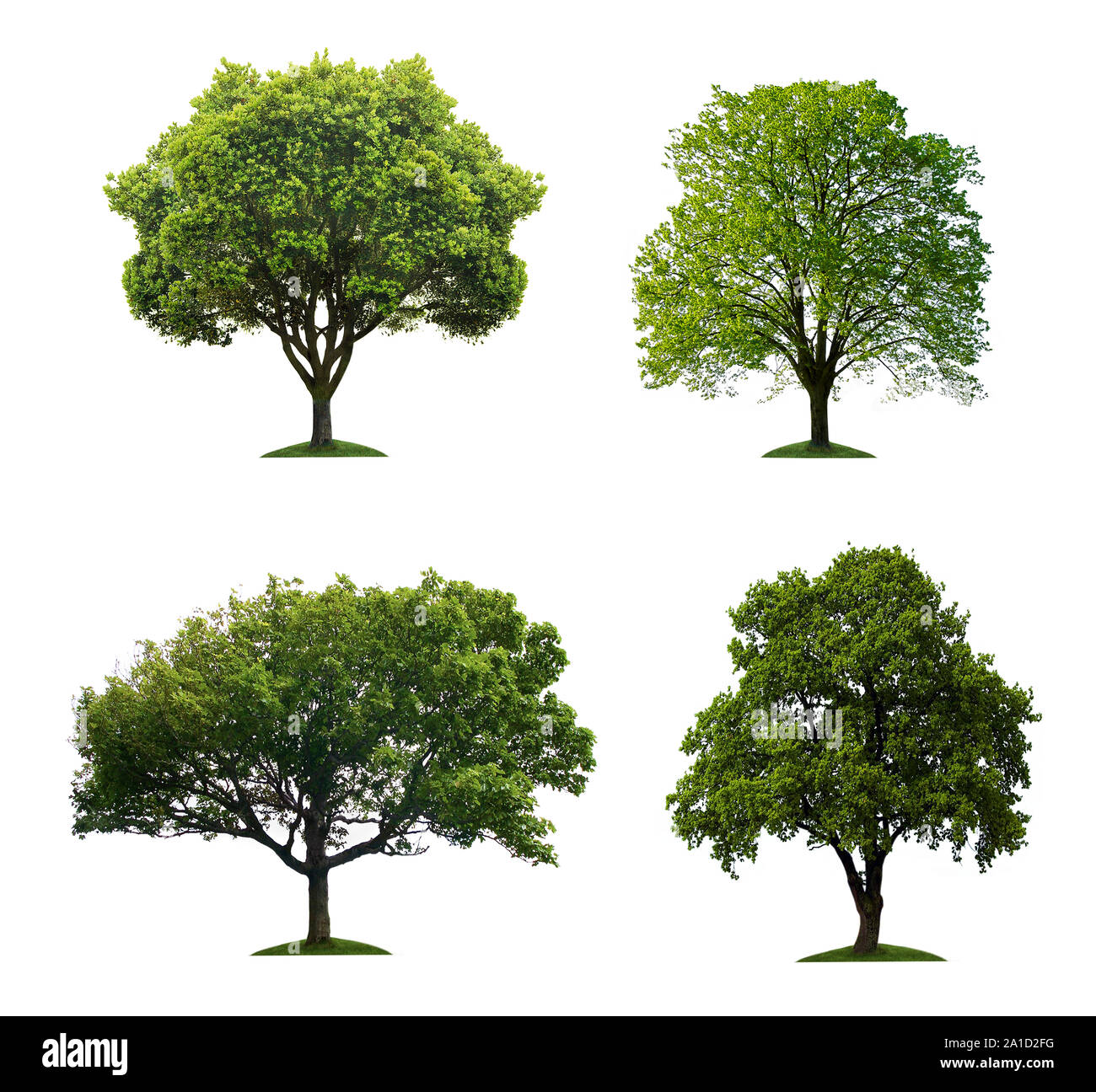 Collection d'arbres sur fond blanc Banque D'Images
