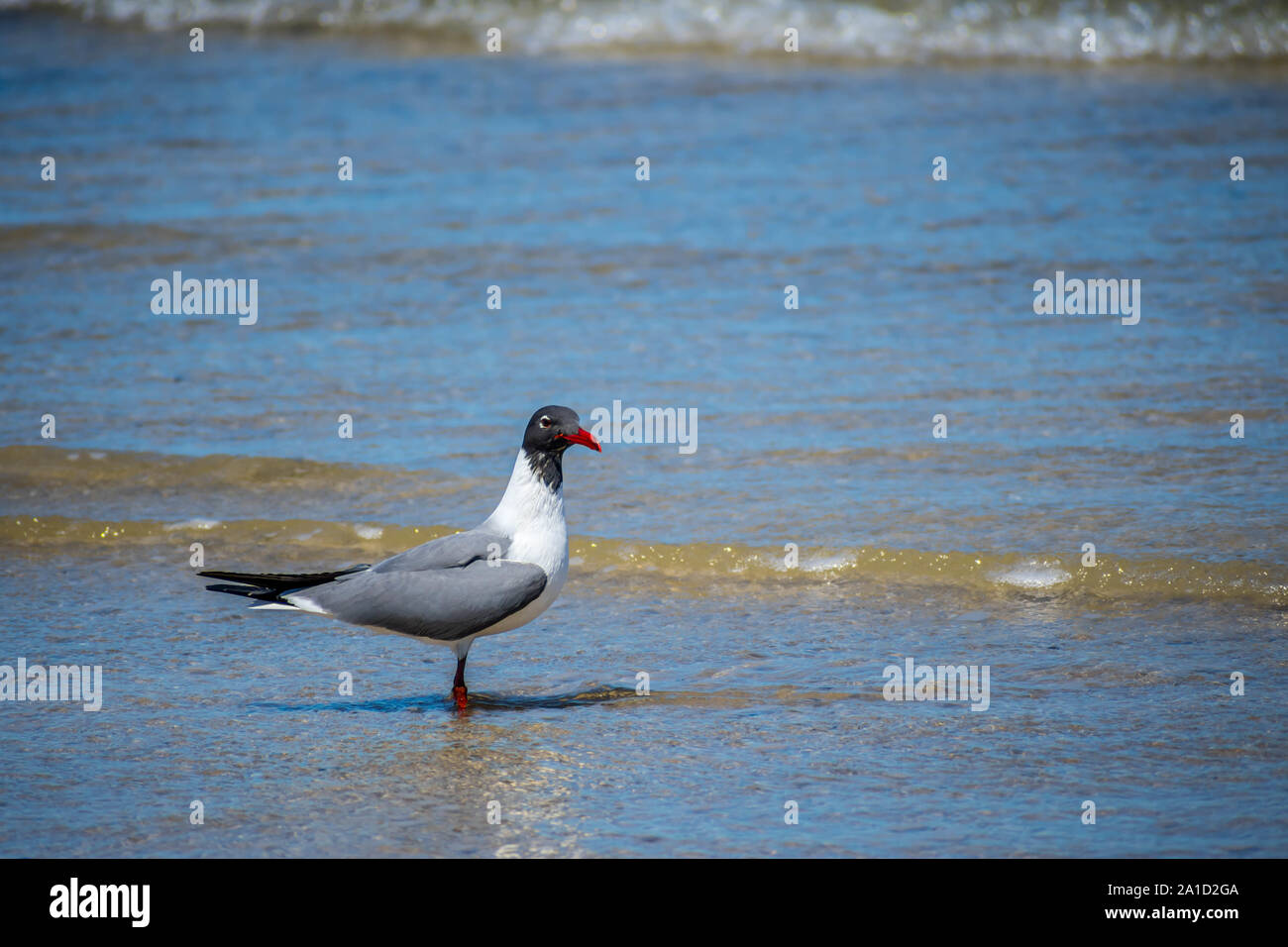 Un rire de mouette Padre Island NS, Texas Banque D'Images