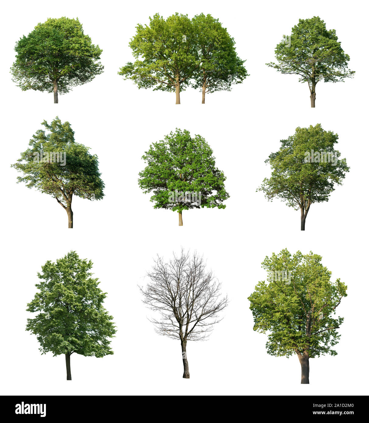 Collection d'arbres sur fond blanc Banque D'Images