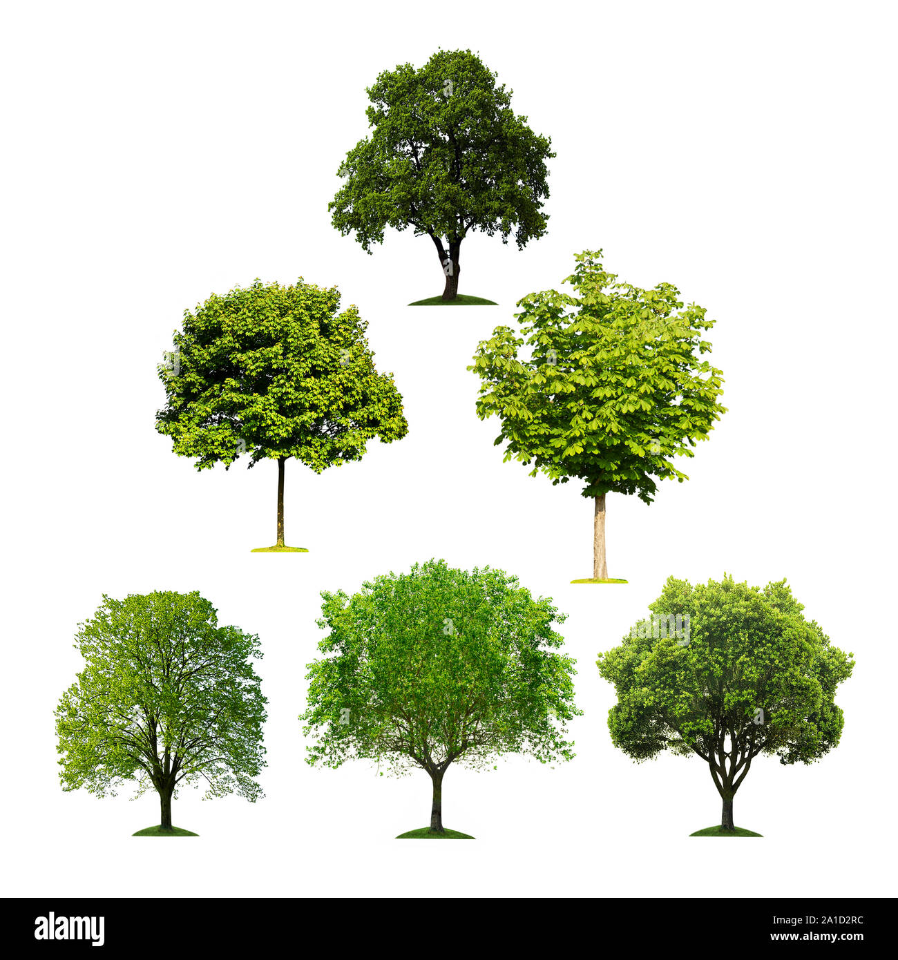 Collection d'arbres sur fond blanc Banque D'Images