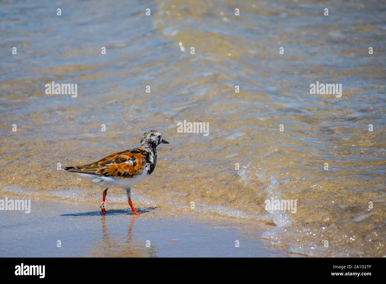 Un oiseau de Rudy récent Padre Island NS, Texas Banque D'Images